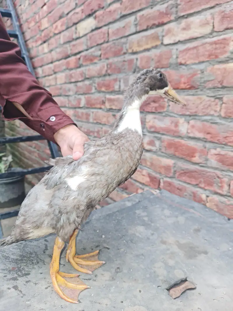 Desi Ducks for sell — photo 3