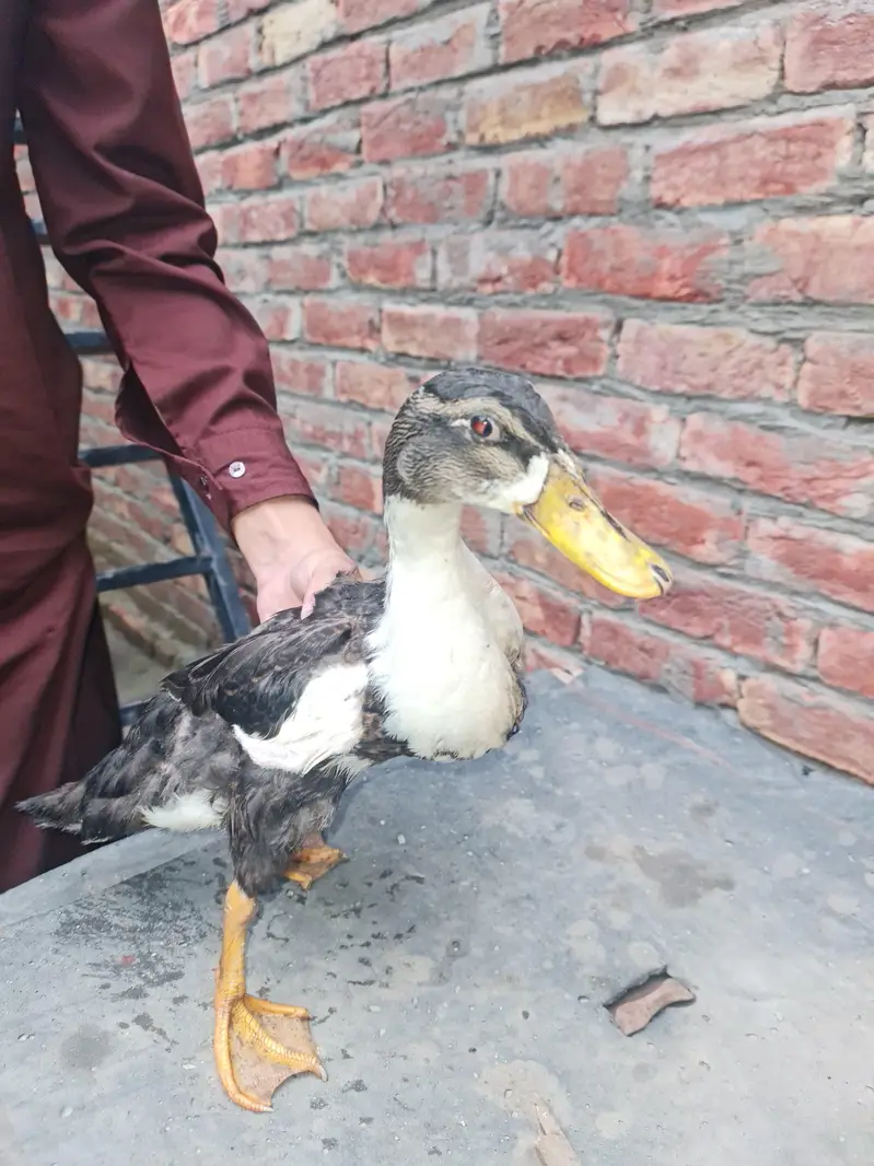 Desi Ducks for sell — photo 4