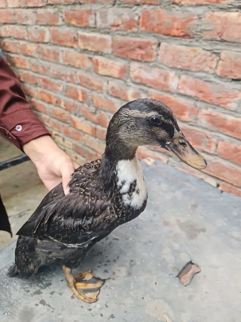 Desi Ducks for sell — photo 5