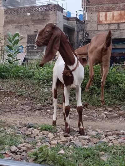 Bakri