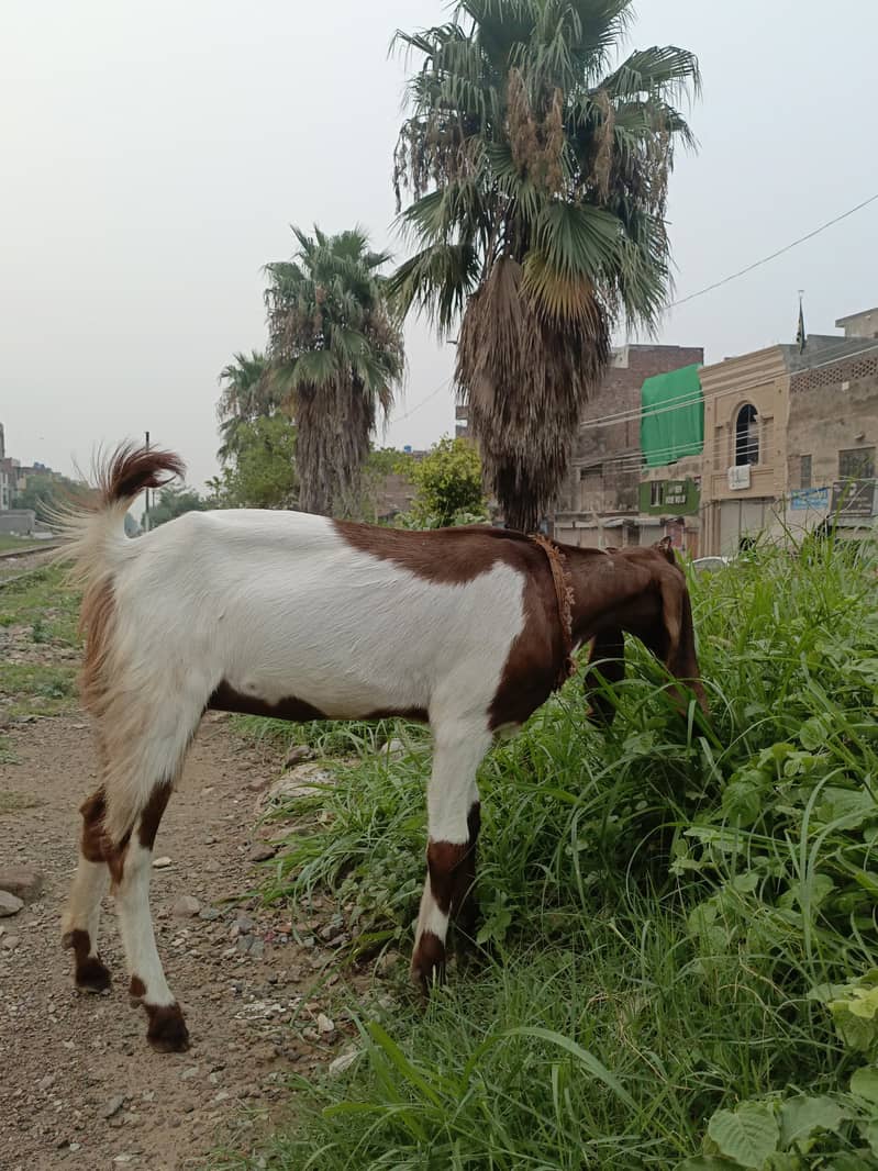 Bakri 1