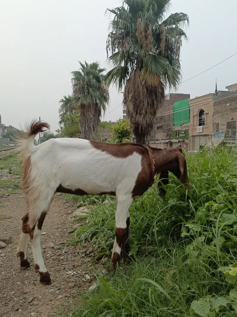 Bakri — photo 2