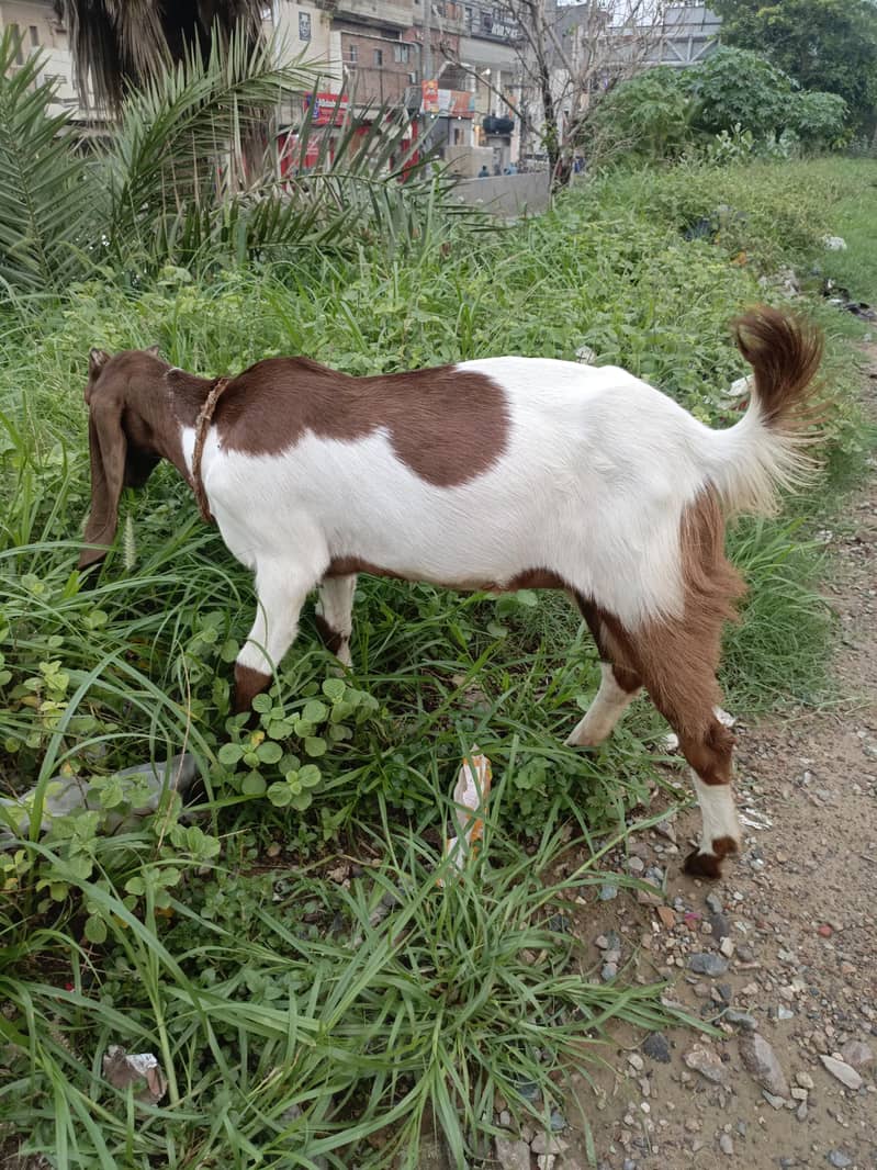 Bakri 5