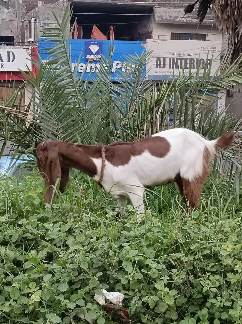 Bakri 6