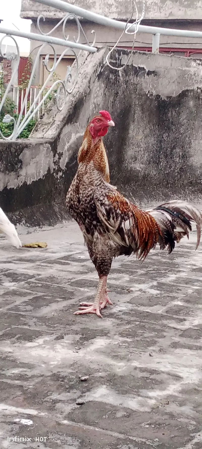 Aseel Pakistani — photo 2
