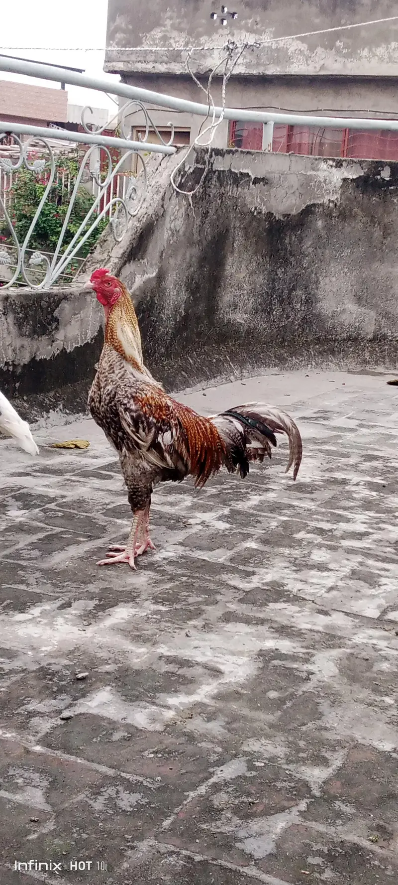 Aseel Pakistani — photo 3