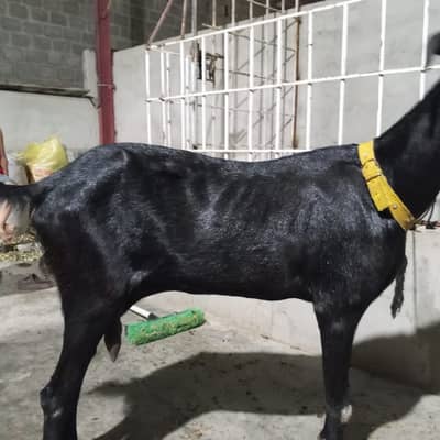 bakri | teddy | burberry teedy goat for sale | desi bakri