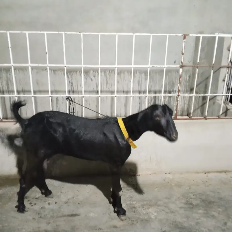 bakri | teddy | burberry teedy goat for sale | desi bakri — photo 4