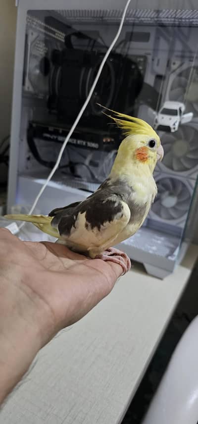 Fully Hand Tame & Friendly Cocktail parrot For Urgent Sale