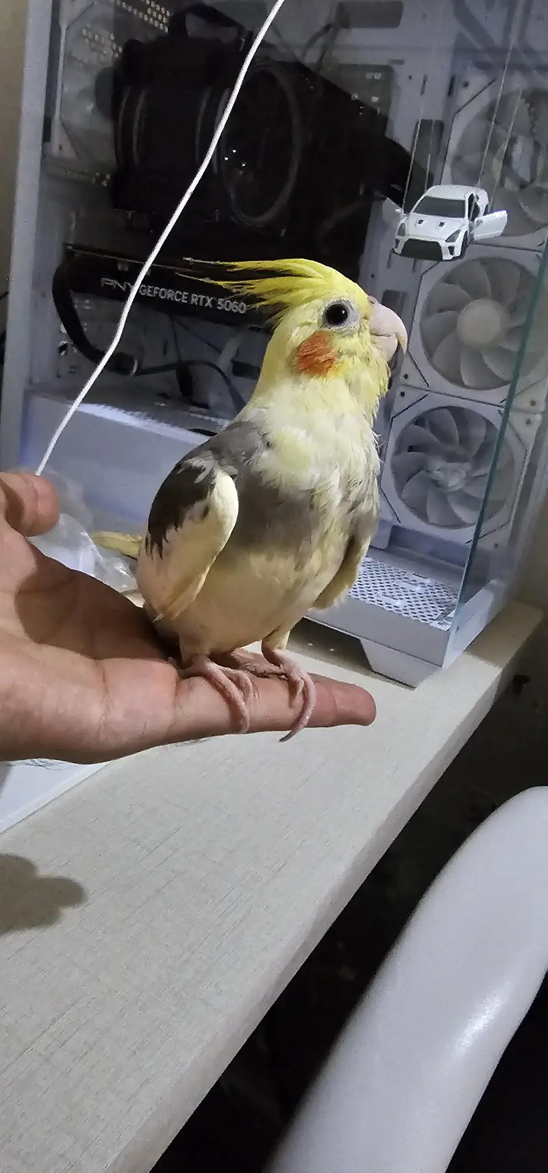 Fully Hand Tame & Friendly Cocktail parrot For Urgent Sale — photo 2