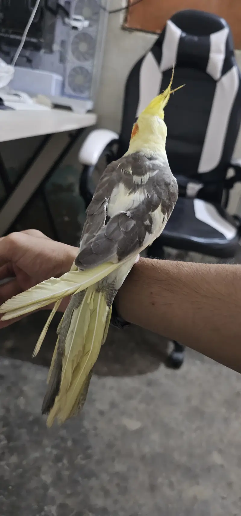 Fully Hand Tame & Friendly Cocktail parrot For Urgent Sale — photo 3
