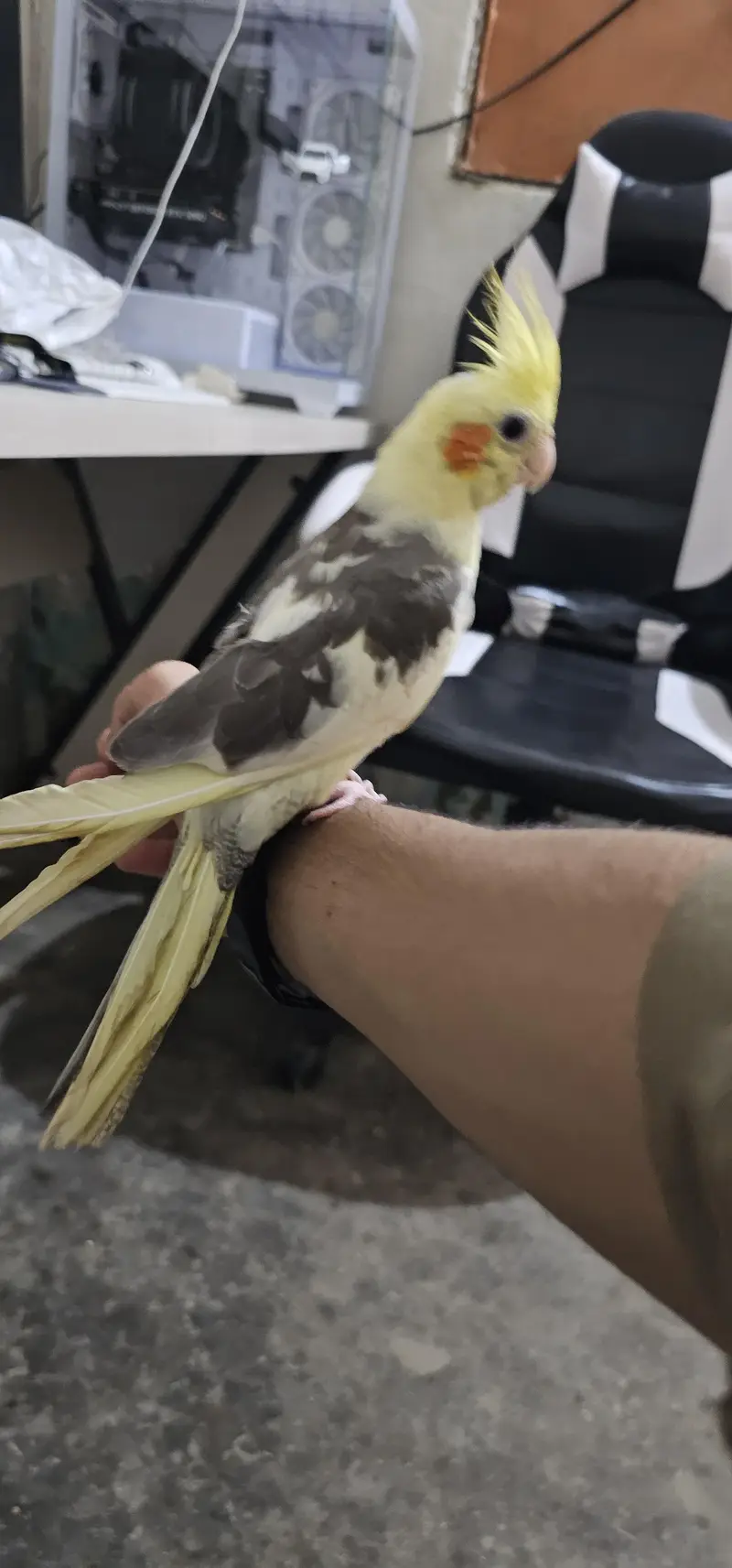 Fully Hand Tame & Friendly Cocktail parrot For Urgent Sale — photo 4