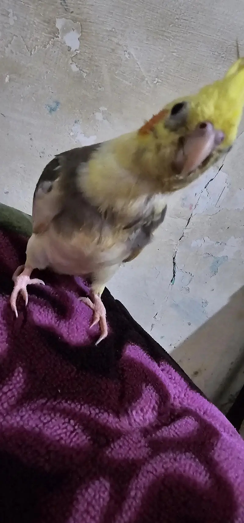 Fully Hand Tame & Friendly Cocktail parrot For Urgent Sale — photo 5