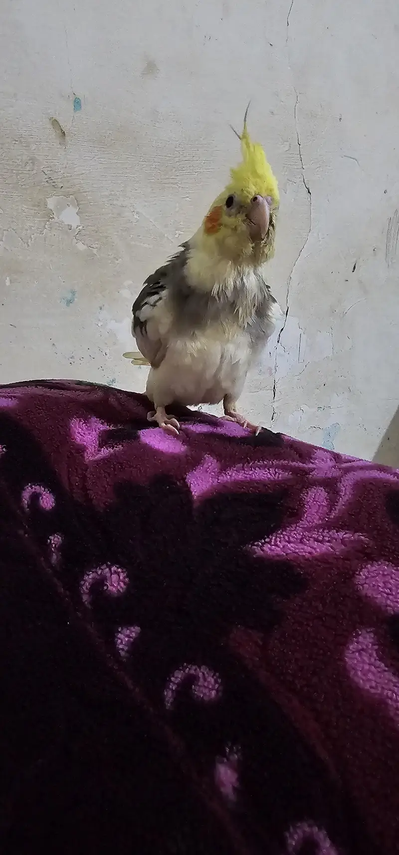 Fully Hand Tame & Friendly Cocktail parrot For Urgent Sale — photo 6