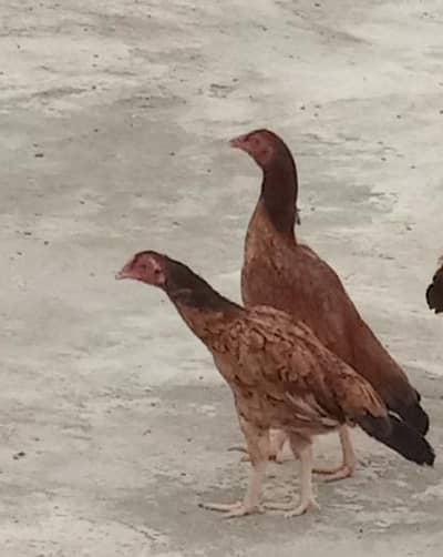 Healthy Aseel Hens for sale