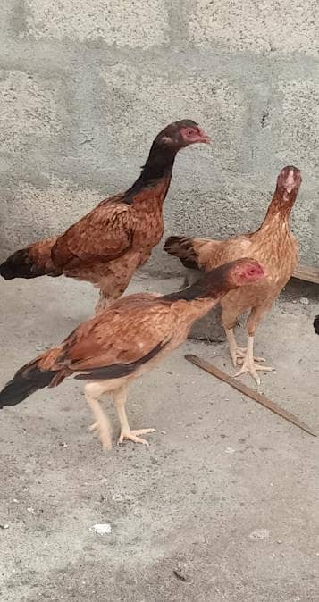 Healthy 3 Aseel Hens for sale