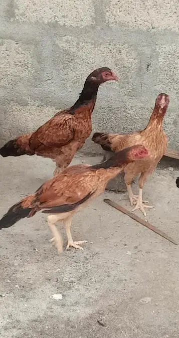 Healthy Aseel Hens for sale — photo 2
