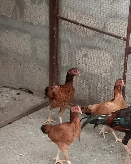 Healthy Aseel Hens for sale — photo 3