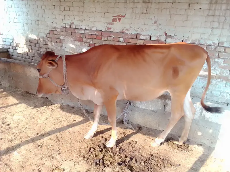 jersey Sahiwal cross — photo 3