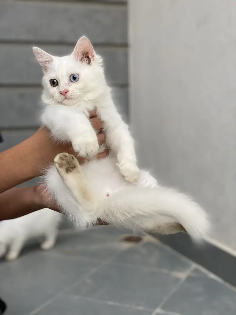 Kitten for sale — photo 2