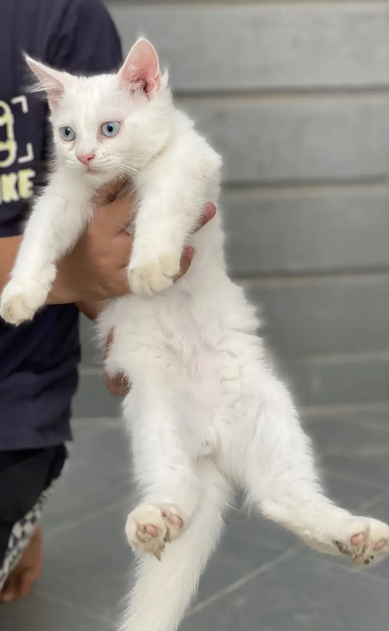 Kitten for sale — photo 3