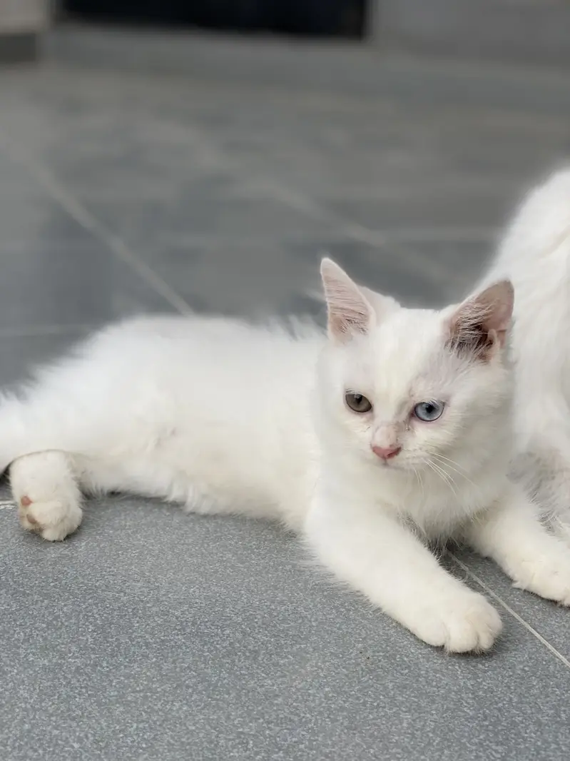 Kitten for sale — photo 4