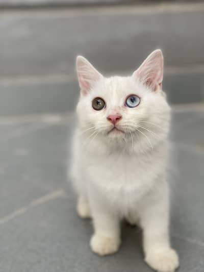 Kitten for sale
