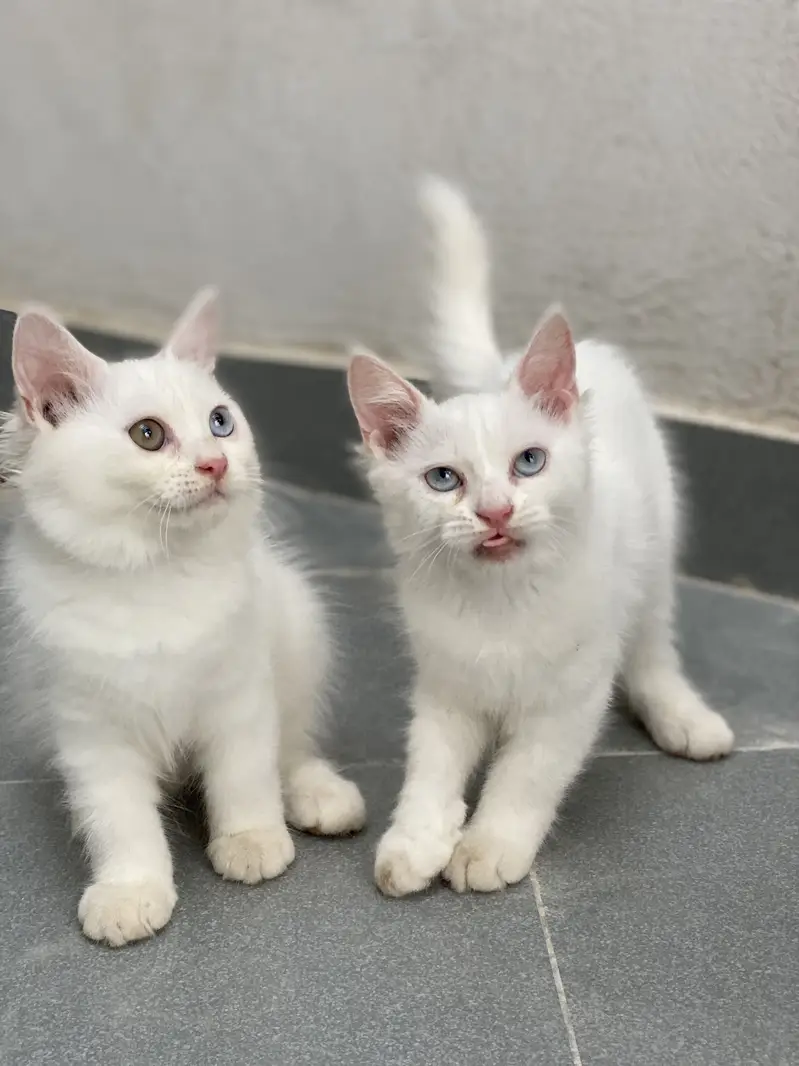 Kitten for sale — photo 5