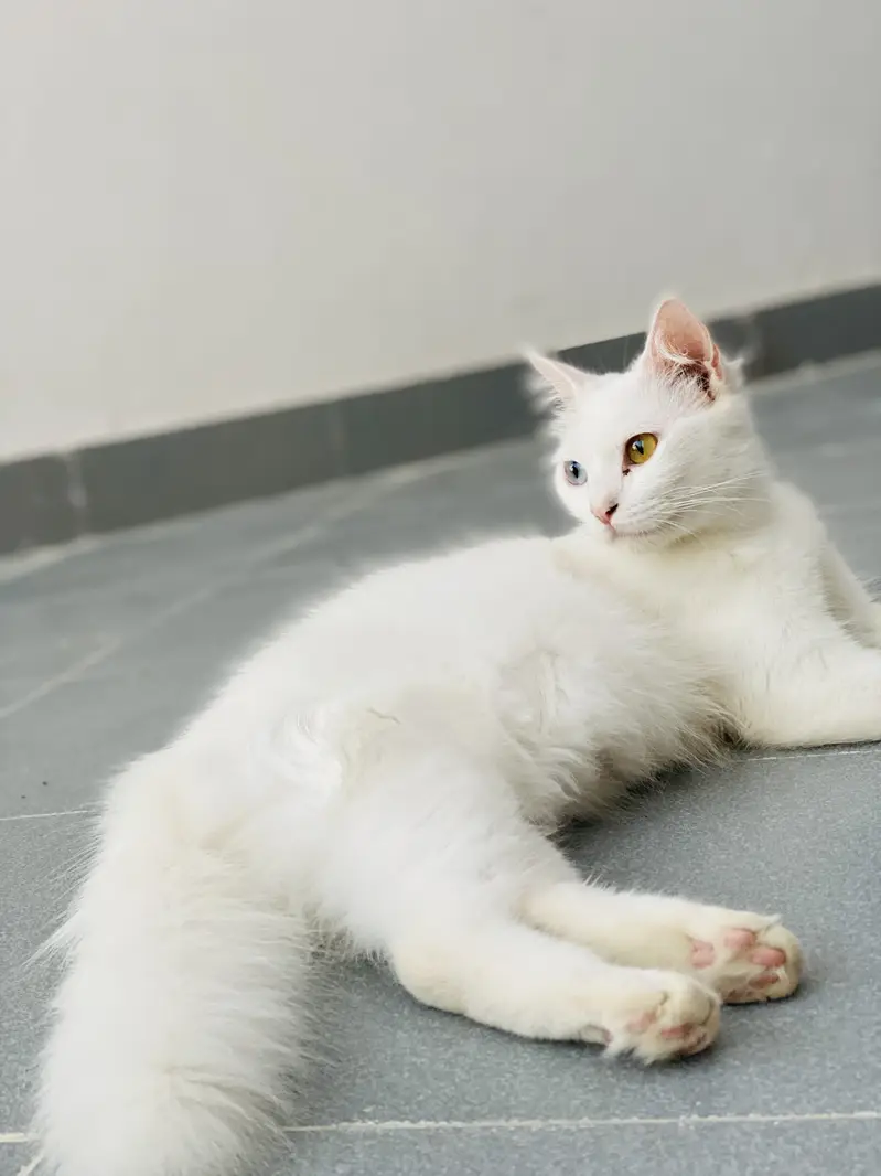Kitten for sale — photo 6