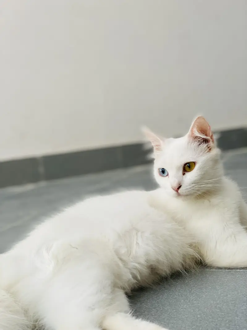 Kitten for sale — photo 7