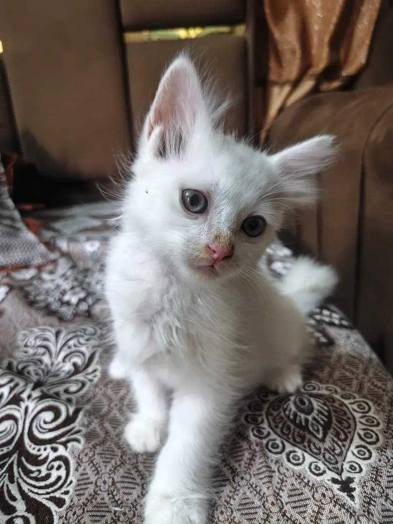 Healthy Persian Kitten Pair – Male & Female | 2 Months — photo 2