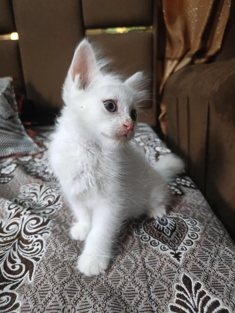 Healthy Persian Kitten Pair – Male & Female | 2 Months — photo 3