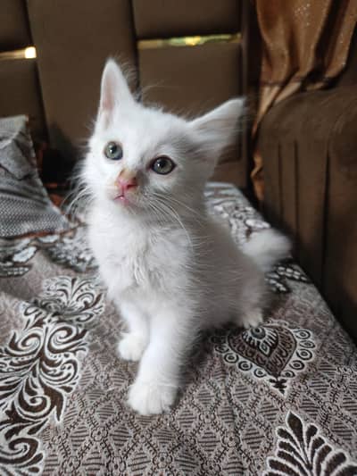 Healthy Persian Kitten Pair – Male & Female | 2 Months