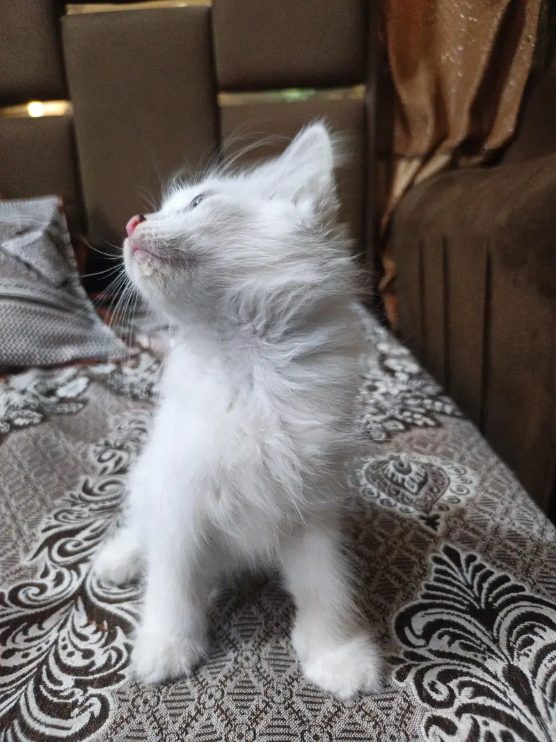 Healthy Persian Kitten Pair – Male & Female | 2 Months — photo 4