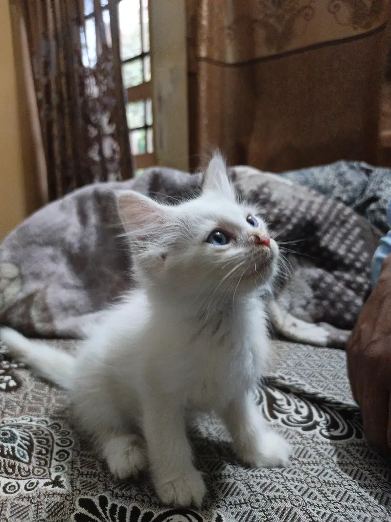 Healthy Persian Kitten Pair – Male & Female | 2 Months — photo 6