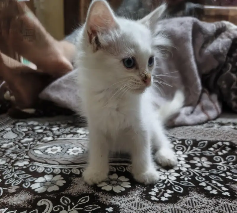 Healthy Persian Kitten Pair – Male & Female | 2 Months — photo 7