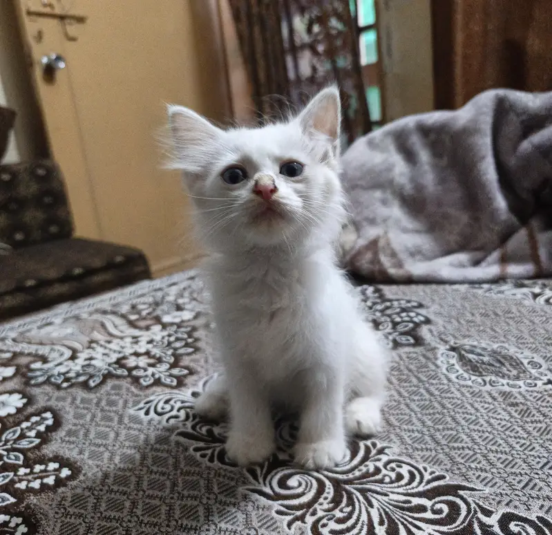 Healthy Persian Kitten Pair – Male & Female | 2 Months — photo 8