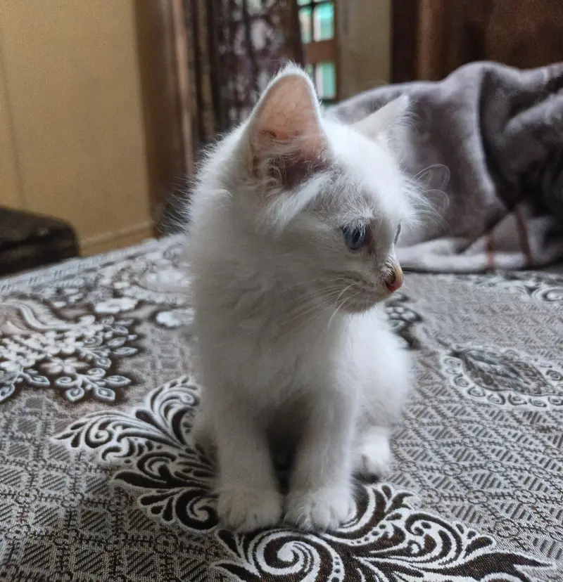 Healthy Persian Kitten Pair – Male & Female | 2 Months — photo 9