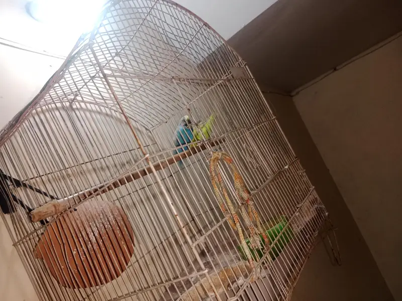 adult pair — photo 3