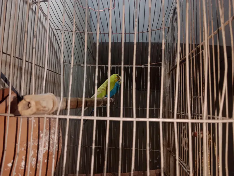 adult pair — photo 4