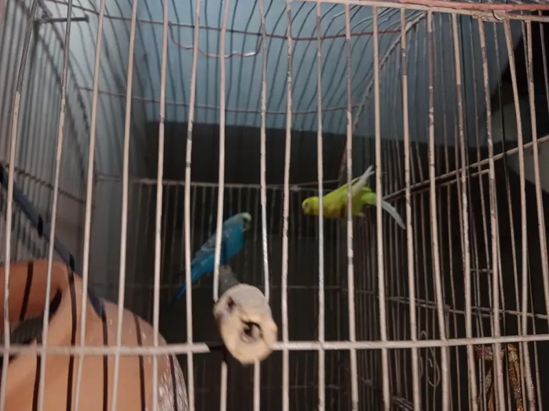 adult pair — photo 5