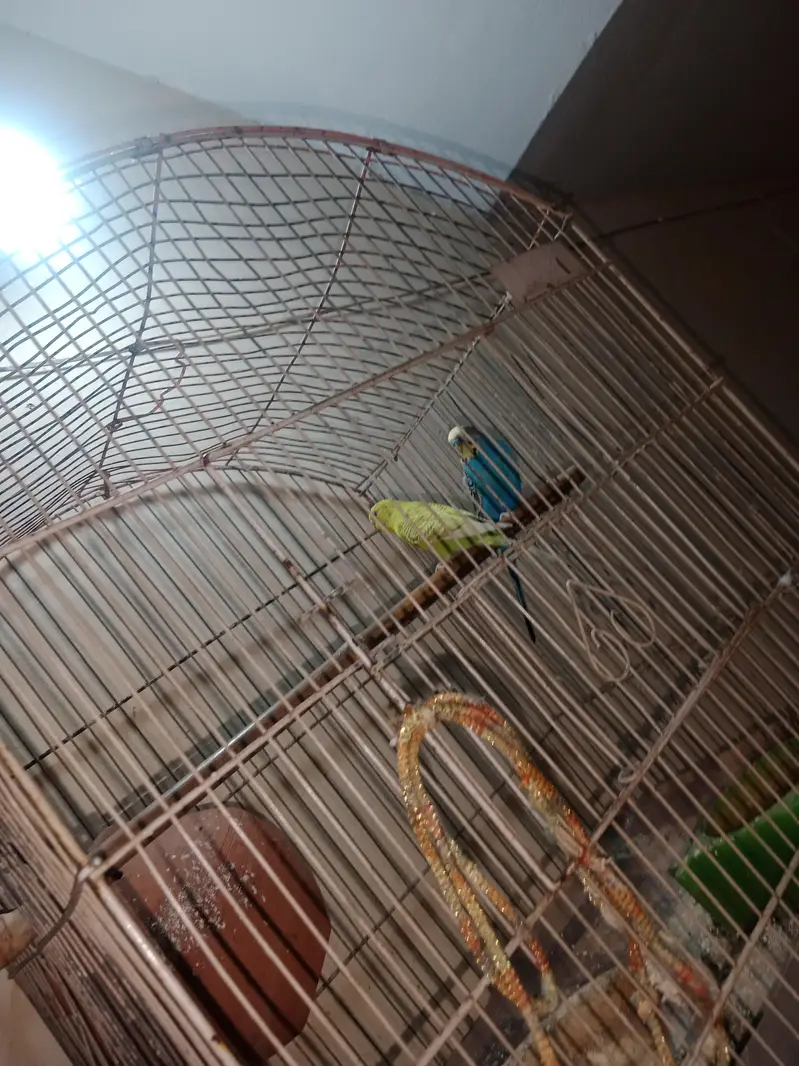 adult pair — photo 8