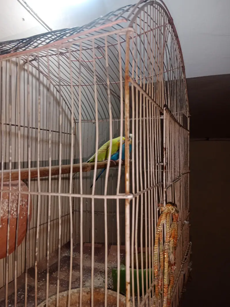 adult pair — photo 9