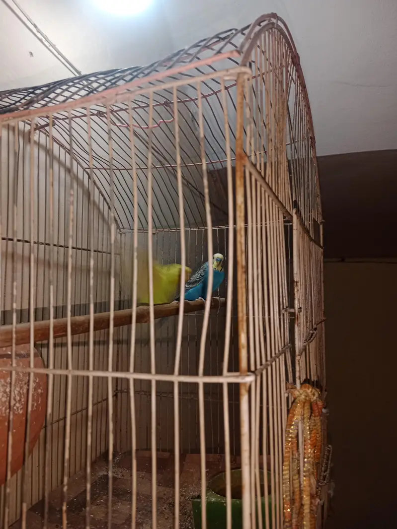 adult pair — photo 10
