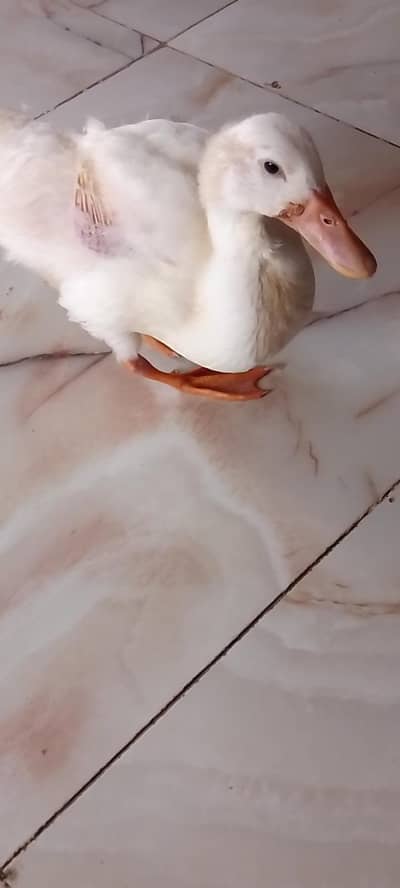 An American peekan duckling