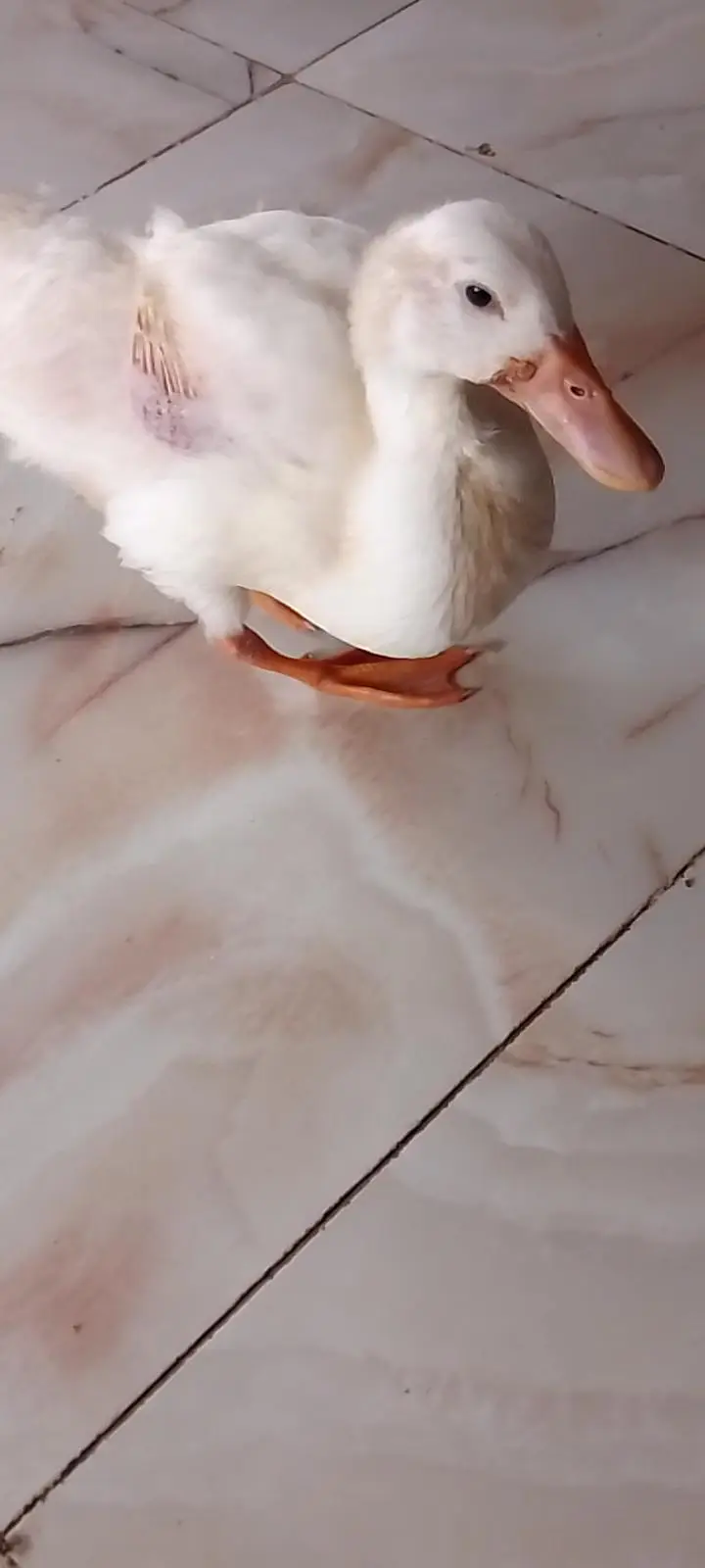 An American peekan duckling