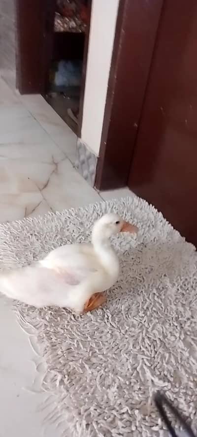 An American peekan duckling