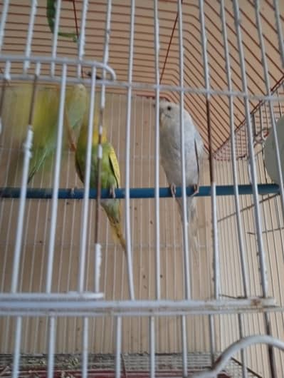 budgies 2 pair available