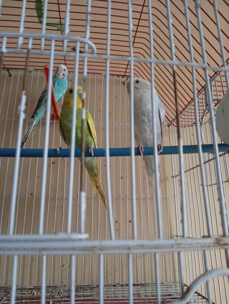 budgies 2 pair available — photo 2