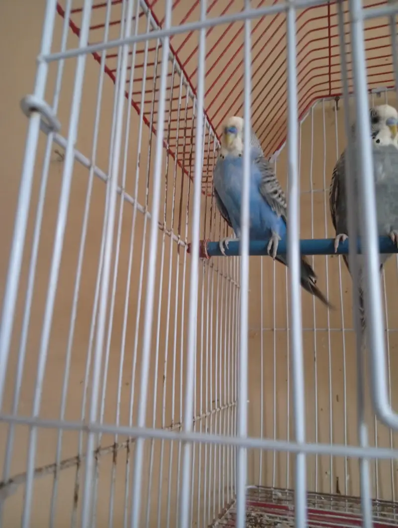 budgies 2 pair available — photo 3